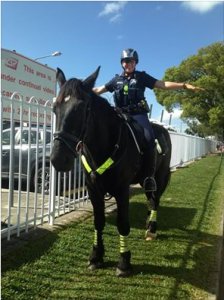 Hercules the police horse