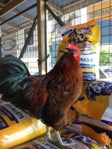 Chook with feed