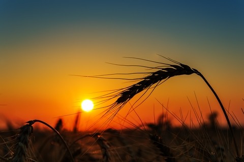 Sunset Harvest Heads